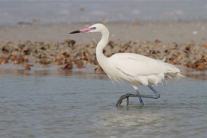 Rtelreiher Egretta rufescens Reddish Egret weie Morphe